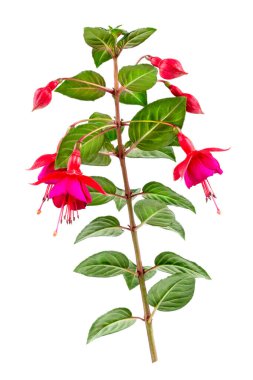 Beyaz arkaplanda Fuchsia triphylla çiçeği