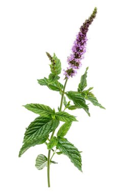 Beyaz arkaplanda nanenin yakın plan yaprakları.