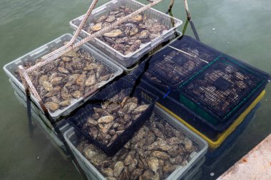 Suda taze Fransız istiridye sepeti, Arcachon Körfezi 'nde hasat.