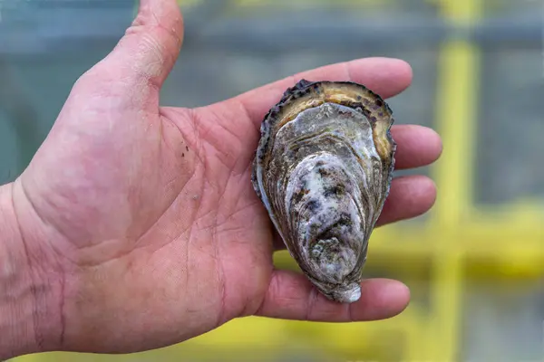 Die Hand Des Fischers Hält Frische Austern Von Der Austernfarm Stockfoto