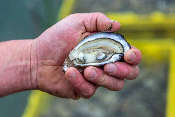 Someone Shucking Oyster Water Drips Out Imagen De Stock