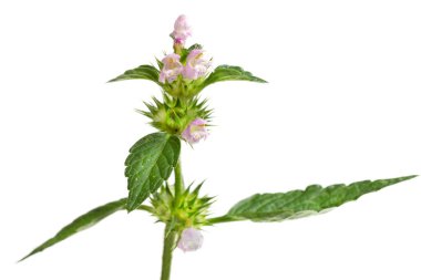 Isırgan otu, Galeopsis tetrahit. Bifid keneviri. Lamiaceae ailesinde pembe çiçekli bitki.