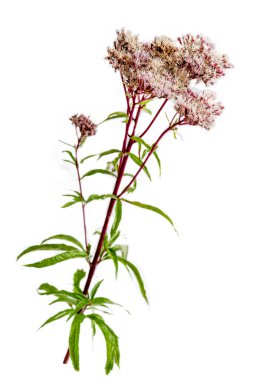 Koyun. En sık bonesets, thoroughworts veya snakeroots adı verilen