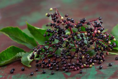 Eski tahtanın ahşap arka planında böğürtlen olan siyah mürver.