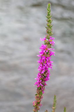 Mor Gevşek Lythrum Salicaria nemli ortamın su birikintisi üzerinde