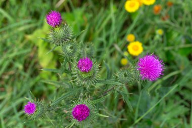 Devedikeni Cirsium vulgare nam-ı diğer boğa devedikeni, devedikeni, süt devedikeni.