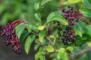 Siyah yaşlı Sambucus Nigra böğürtlenlerinin yakın fotoğrafı doğadaki dal üzerinde