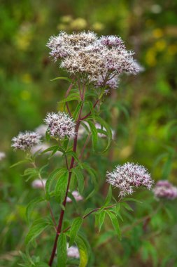 Eupatorium cannabinum, kenevir tarımı ya da kutsal ip olarak da bilinir.
