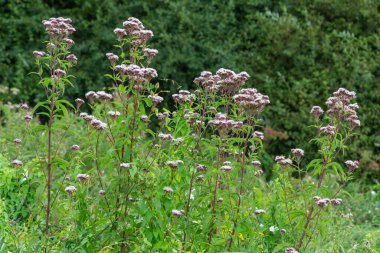 Eupatorium cannabinum, kenevir tarımı ya da kutsal ip olarak da bilinir.