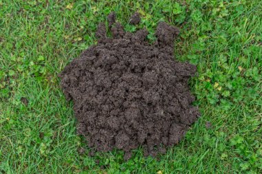 Sahada köstebek yuvaları, Avrupa köstebeği talpa europaea, haşarat - düşman çiftçi.