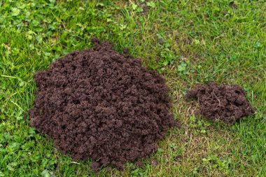 Sahada köstebek yuvaları, Avrupa köstebeği talpa europaea, haşarat - düşman çiftçi.