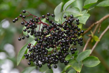 Siyah yaşlı Sambucus Nigra böğürtlenlerinin yakın fotoğrafı doğadaki dal üzerinde