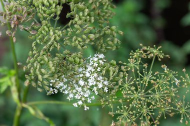 Herakleum sphondylium, yaygın olarak yaban domuzu, yaban domuzu ya da tarlanın yaban havucu olarak bilinir.