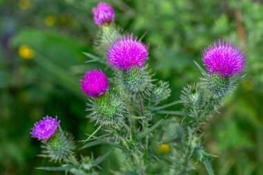 Devedikeni Cirsium vulgare nam-ı diğer boğa devedikeni, devedikeni, süt devedikeni.