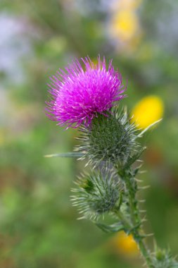 Devedikeni Cirsium vulgare nam-ı diğer boğa devedikeni, devedikeni, süt devedikeni.