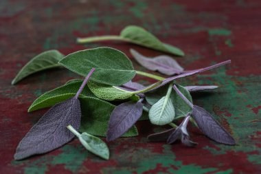Tatlı taze adaçayı Beyaz ahşap zemin üzerine bırakır. Alternatif Tıp taze Ada çayı düz lay ile.