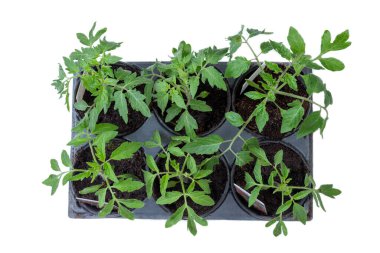 Taze domates fideleri dışarıda ekilmeye hazır siyah kaplarda gelişiyor. Bu genç bitkilerin canlı yeşil yaprakları ve sağlıklı gövdeleri güneşli bir ortamda bulunur..