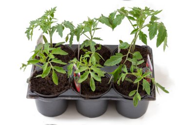Genç domates bitkileri toprakla dolu siyah plastik tepsilerde duruyorlar. Sağlıklı yeşil yapraklar sergiliyorlar, düzgün bir büyüme ve özen gösteriyorlar. Bahçıvanlık meraklıları için ideal.