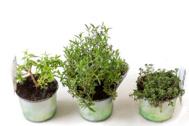 Üç küçük kap çeşitli otlar içerir, kekik ve diğerleri de dahil. Bu bitkiler canlı yeşil yapraklar sergiliyor. Bu da sağlıklı bir büyüme ve aşçılığa hazır olduğunu gösteriyor..