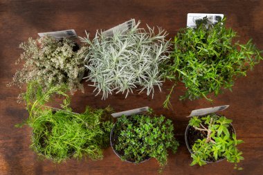 Tahta bir masada çeşitli bitkiler düzenlenir. Her bitki üzerinde bir etiket bulunan küçük bir tencerede çeşitli yeşil renkler ve dokular sergileniyor. Bahçe meraklıları için mükemmel..