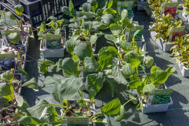 Canlı yeşil fideler, güneşli bir bahçe merkezinde bitki etiketleriyle düzgünce düzenlenir. Dayanıklı genç bitkiler büyümeye ve beslenmeye hazırlar..