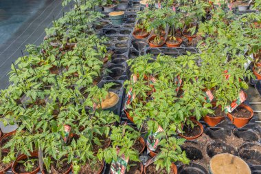 Canlı domates bitkileri bir serayı dolduruyor, küçük saksılarda gelişiyor. Her bitki yemyeşil yapraklar gösteriyor. Bu da yeterli güneş ışığıyla büyüyen sağlıklı bir durumu gösteriyor..