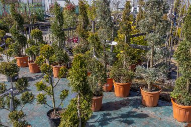 Saflar dolusu yeşillik bir bahçe merkezi çocuk odasını dolduruyor. Terracotta saksılarında sergilenen çeşitli çalılar güneşli bir günde açık bir gökyüzü altında canlı yapraklarını sergiliyorlar..