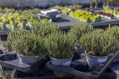 Küçük saksılar, hareketli bir bahçe merkezinde düzgünce düzenlenir. Parlak yeşil bitkiler güneş ışığını yakalayıp bahçeyle dolu canlı bir atmosfer yaratıyorlar..