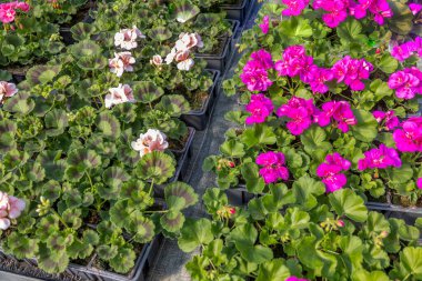 Parlak pembe ve yumuşak sardunya çiçekleri yemyeşil yapraklarla çevrili tepsilerde gelişir. Canlı çiçekler bahçıvanlık ortamında canlı bir atmosfer yaratıyor..