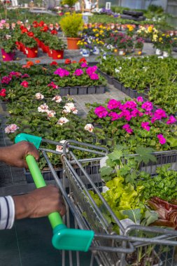 Çeşitli renklerde parlak çiçekler alışveriş yapan birinin el arabasını itmesiyle bahçe merkezini doldurur. Yeşil yapraklar ve canlı çiçekler güneşli bir günde canlı bir atmosfer yaratır..