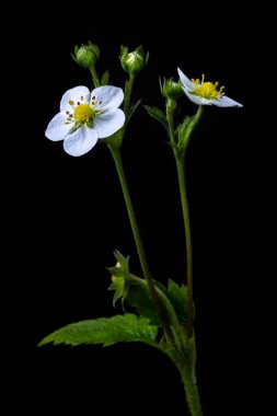 Sarı merkezli narin beyaz çiçekler tomurcuklanan yapraklarla çevrili ince yeşil saplarda çiçek açarlar. Koyu arkaplandaki karşıtlık onların zarif güzelliklerini vurguluyor..