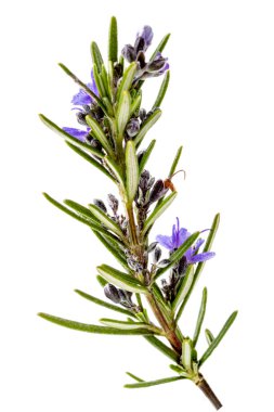 Canlı bir biberiye filizi ince yeşil yapraklar ve narin mor çiçekler sergiliyor. Bu bitki genellikle yemek pişirmek için kullanılır ve çeşitli yemekleri geliştirmek için aromatik niteliklere sahiptir..