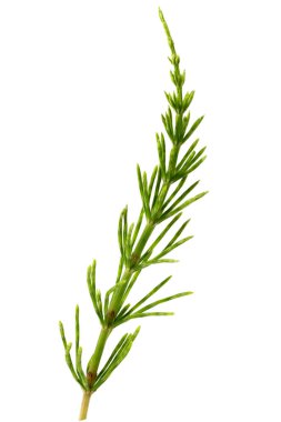 Bu bitki uzun, ince, iğneye benzeyen yeşil renkli yapraklara sahiptir. Düz bir zemine karşı dimdik durur, narin yapısı ve doğal güzelliğini gözler önüne serer..