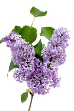 Canlı mor ve beyaz yapraklı leylak çiçekleri bir dalda zarafetle açar. Bereketli yeşil yapraklar, ilkbahar doğasının güzelliğini gözler önüne seren taze bir kontrast sağlar..