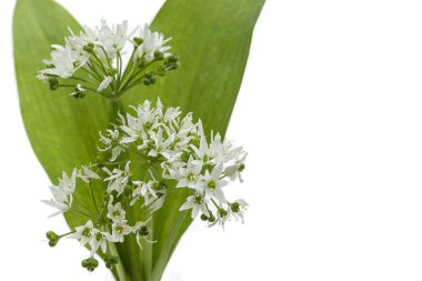 Zarif beyaz sarımsak çiçekleri parlak yeşil yapraklar arasında ortaya çıkar. Bu canlı bitki doğal bir çevrede gelişir ve ilkbahar gelişiminin güzelliğini gösterir..