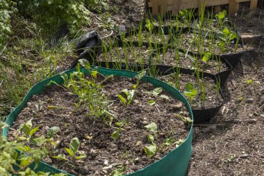 Yükseltilmiş bahçe yatakları bir bahçeyi çeşitli ekinlerle doldurur. Topraktan yemyeşil filizler çıkıyor. Bu da güneşli bir ortamda sağlıklı bir büyüme olduğunu gösteriyor..