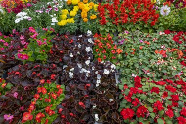 Canlı çiçek dizileri bir bahçe alanını kadife çiçekleri, begonyalar ve parlak renkler sergileyen salvayla doldurur. Bu güzel düzenleme polen taşıyıcıları çekmek ve dış güzelliği geliştirmek için mükemmel..