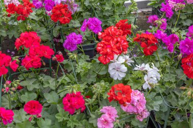 Bereketli bir bahçe alanında kırmızı, pembe ve morun çeşitli tonlarında canlı çiçekler bulunur. Bitkiler saksılarda düzgünce düzenlenmiş, ilkbaharda güzelliklerini sergiliyorlar..