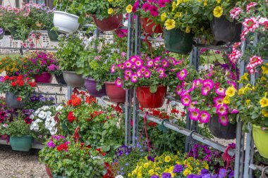 Çeşitli çiçeklerle dolu canlı asma kapları bir bahçede canlı bir atmosfer yaratır. Düzenleme renklerin ve türlerin karışımını sergiler, doğanın güzelliğini vurgular.