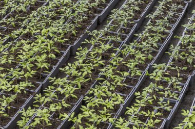 Yeşil domates bitkileri bir seranın içindeki tepsilerde gelişiyor. Bitkiler canlı, sağlıklı büyüme ve düzgün bakımı gösteriyor, ekime hazır..