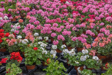 Çeşitli renklerde çiçek açan sardunyalarla dolu yemyeşil bir bahçe. Kırmızı, pembe ve beyaz çiçekler sergileniyor. Bu canlı görüntü, çiçek meraklıları için mükemmel bir manzara sunuyor..