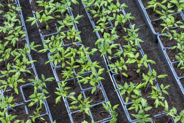 Genç domates bitkileri düzgünce yerleştirilmiş toprak dolu tepsilerde gelişiyor. Canlı yeşil yapraklar yukarı doğru uzanıyor, bu da baharda çiftlikte sağlıklı bir büyüme olduğunu gösteriyor..