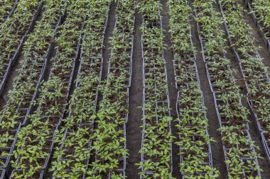 Sıralar dolusu genç domates fideleri bir serada filizlenir ve bol güneş ışığı alır. Bitkiler tepsilerde düzgünce yerleştirilmiş, bu da tarımsal çevreyi besliyor..