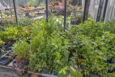 Çeşitli otlar ve bitkiler, zengin bir yeşil paleti sergileyerek saksılarda gelişir. Huzurlu sera renkli çiçeklerle dolu, canlı bir atmosfer yaratıyor..