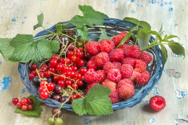 Kırmızı kuş üzümü ve sulu ahududutlarla dolu bir hasır sepet kırsal ahşap bir yüzeyde duruyor. Yeşil yapraklar tazelik katar, bereketli bir hasat yakalar..