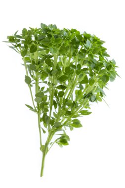 Bir buket taze yeşil bitki canlı yapraklarını sergiliyor ve sağlıklı görünümünü sergiliyor. Bitkiler zengin yeşillik temiz beyaz arka plana karşı duruyor, tazeliğini vurguluyor..