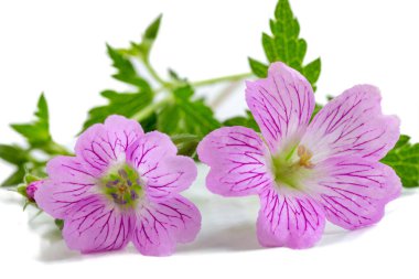 Karmaşık mor damarlı iki canlı pembe çiçek taze yeşil yaprakların yanında sergilenir. Çiçekler zarif bir şekilde açar, güneşli bir ortamda narin güzelliklerini sergilerler..