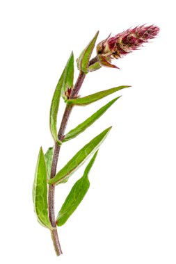 Uzun yeşil yapraklarla çevrili ince bir saptan canlı kırmızı bir çiçek çıkar. Çiçek, özgün püsküllü taç yapraklarına sahiptir. Güzelliğini ayrıntılı bir şekilde gözler önüne serer..