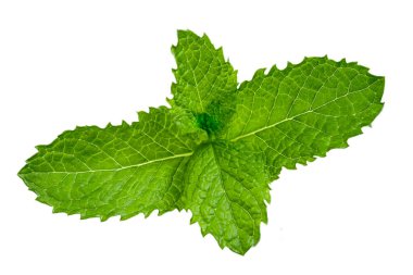 Parlak yeşil nane yaprakları düz beyaz arka planda sergilenir. Yapraklar canlı, tırtıklı kenarlarını ve eşsiz dokusunu sergiliyor. Mutfak kullanımları için mükemmel..