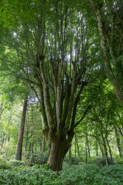 Benzersiz bir şekle sahip büyük bir ağaç sakin bir ormanın yemyeşil yeşilliğine hükmediyor. Güneş ışığı yaprakların arasından süzülerek doğada barışçıl bir atmosfer yaratır..